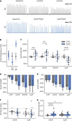 Prostaglandin E2 Exerts Biphasic Dose Response on the PreBötzinger Complex Respiratory-Related Rhythm